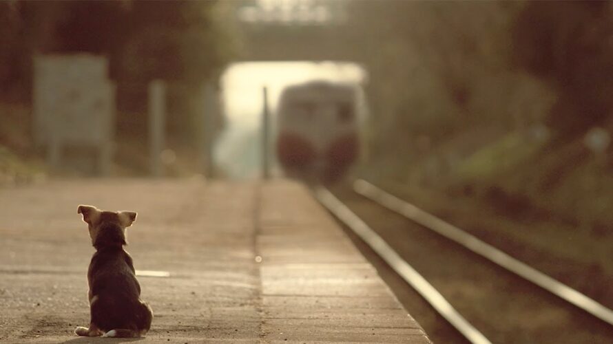 17年間駅に通い続けた犬の感動の物語　映画「⽯岡タロー」予告