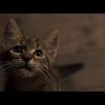 映画『ルー、パリで生まれた猫』30秒猫予告