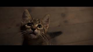 映画『ルー、パリで生まれた猫』30秒猫予告