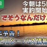 2023年11月29日】コラボの予告！旧江戸川シーバス情報！　