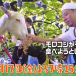 【予告】ヤギと大悟　11月17日（金）よる7時25分放送！