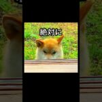 柴犬コロ 笑ってはいけない犬😂 予告！ #shorts #柴犬コロ #おもしろ #かわいい #爆笑 #予告 #shibainu #dog