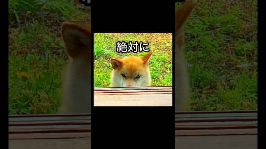 柴犬コロ 笑ってはいけない犬😂 予告！ #shorts #柴犬コロ #おもしろ #かわいい #爆笑 #予告 #shibainu #dog