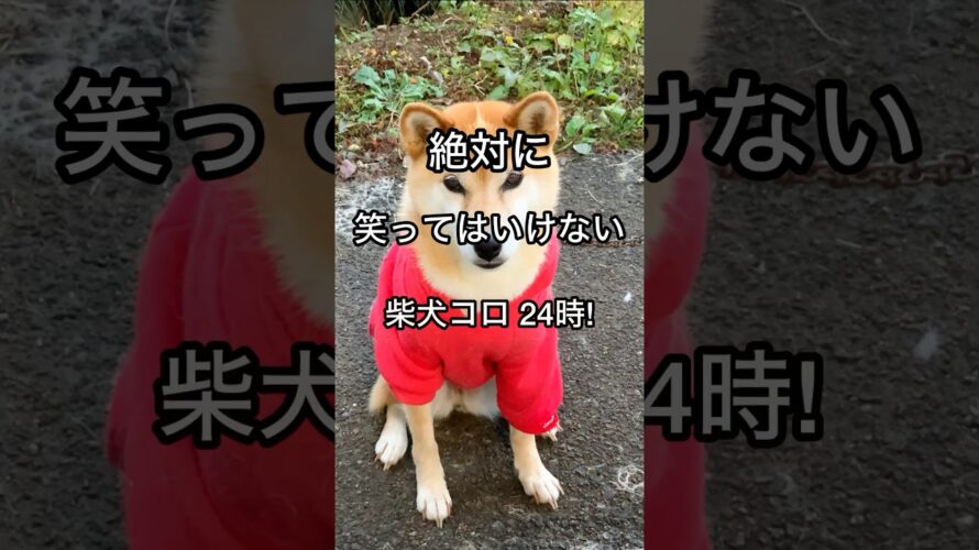 柴犬コロ 笑ってはいけない犬😂 予告！ #shorts #柴犬コロ #おもしろ #かわいい #爆笑 #予告 #shibainu #dog