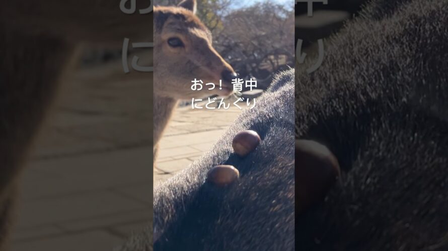 おっ！背中にどんぐり！！　やたか😆　奈良公園　鹿　どんぐり　次回予告より行って参りました！！w