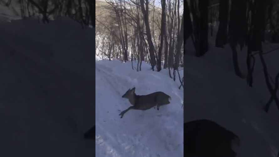 鹿と衝突っっっ！！（予告） #セロー225 #北海道 #雪林道　#鹿　#衝突