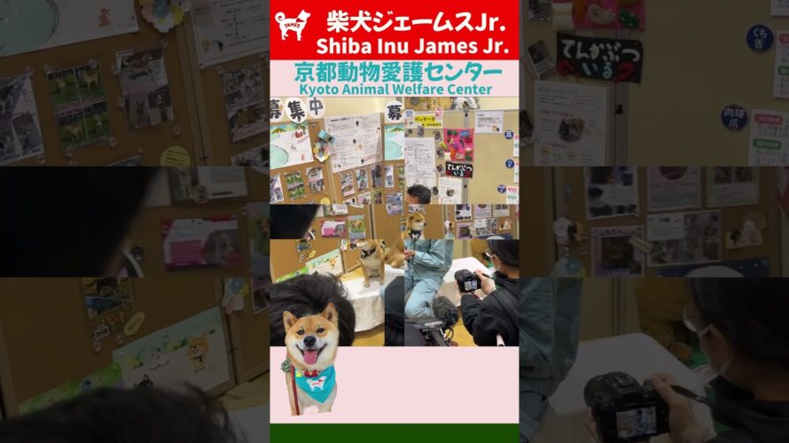 #ショート 次回予告！報道陣多数！今年も義援金を京都動物愛護センターに届けたワン！嵐山の柴犬ジェームス！