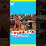 #ショート 次回予告！京都で話題のお店に潜入！！ペット同伴の雑貨&カフェをご紹介！！嵐山の柴犬ジェームス！