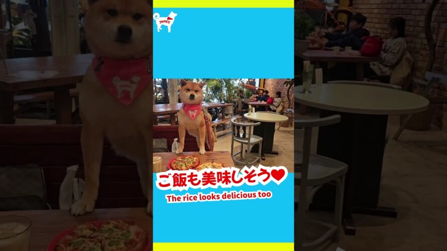 #ショート 次回予告！京都で話題のお店に潜入！！ペット同伴の雑貨&カフェをご紹介！！嵐山の柴犬ジェームス！
