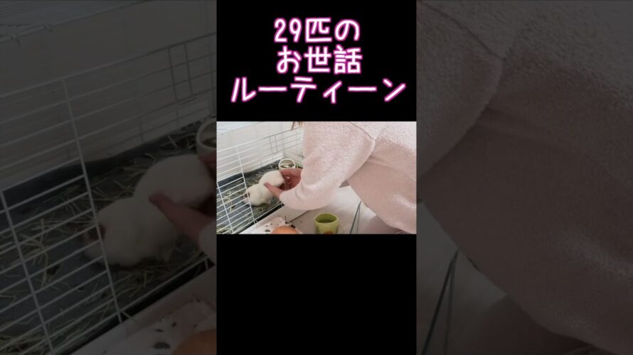 【予告動画】２９匹のお世話モーニングルーティーン&ナイトルーティーン