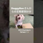 Doggy Box開封予告