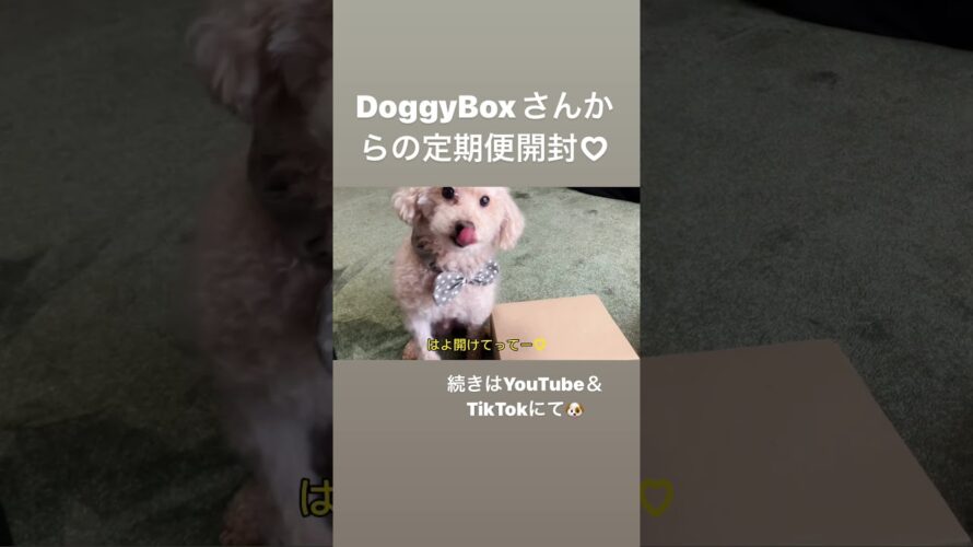 Doggy Box開封予告