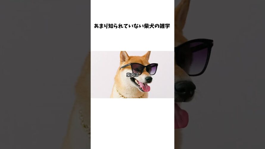 【予告用】あまり知られていない柴犬の雑学#short #shorts