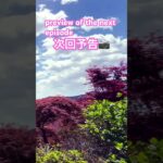 【次回予告】春の美しい山の自然🗾 Beautiful mountain nature in spring Japan🗾 preview of the next episode