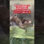 vlog公開予告　本日18時より〜一人娘との初上野動物園part1〜