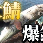 【北海道】【釣り】大サバ爆釣！チョコラさんは猛爆釣！次回予告！記録更新！ついにあの人と遭遇！
