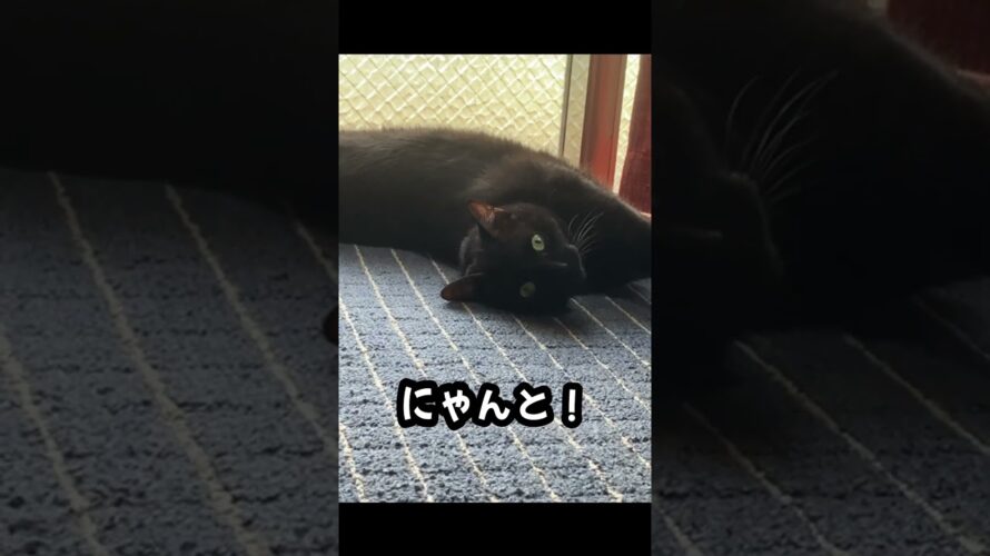 #火サス #猫ドラマ  の予告！犯猫チにまくりスペシャル！