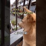 壮大な映画予告みたいな動画#夏の朝の騒音#暑い中お疲れ様です#保護犬と暮らす