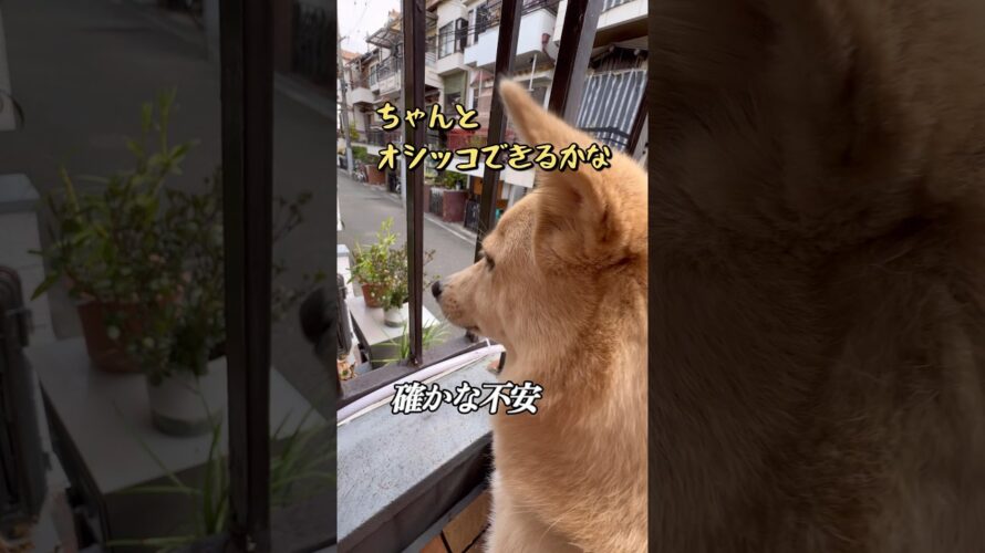 壮大な映画予告みたいな動画#夏の朝の騒音#暑い中お疲れ様です#保護犬と暮らす