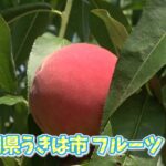 予告　いいね！じゃぱん【福岡県うきは市　フルーツ】 | ＢＳテレ東