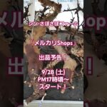 「メルカリShops」出品予告！コミュフォラピュア #shorts #塊根植物 #多肉植物 #珍奇植物