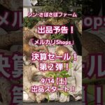 「メルカリShops」出品予告　決算セール！第２弾！ #shorts #塊根植物 #多肉植物 #珍奇植物