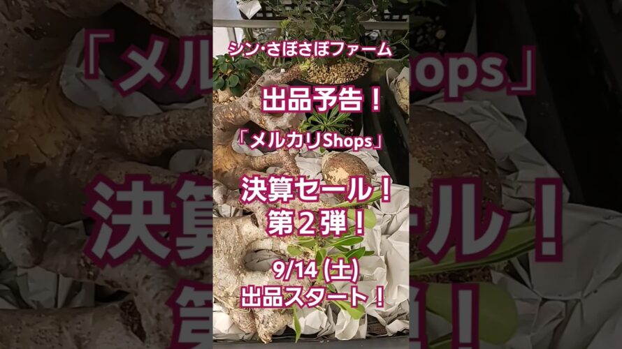 「メルカリShops」出品予告　決算セール！第２弾！ #shorts #塊根植物 #多肉植物 #珍奇植物