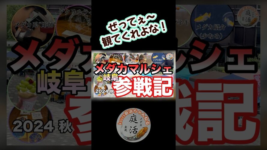 【次回予告】岐阜メダカマルシェ参戦記#メダカ #めだか