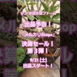 「メルカリShops」出品予告　決算セール！第３弾！ #shorts #塊根植物 #多肉植物 #珍奇植物