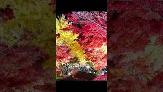 【予告】もみじ祭り〜もみじ回廊〜#nature #natural #naturelovers #紅葉