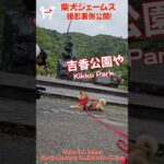 ＃ショート 次回予告! 撮影裏側初公開！？柴犬ジェームスがTV番組に登場したワン🐾～Shiba inu james by kyoto～