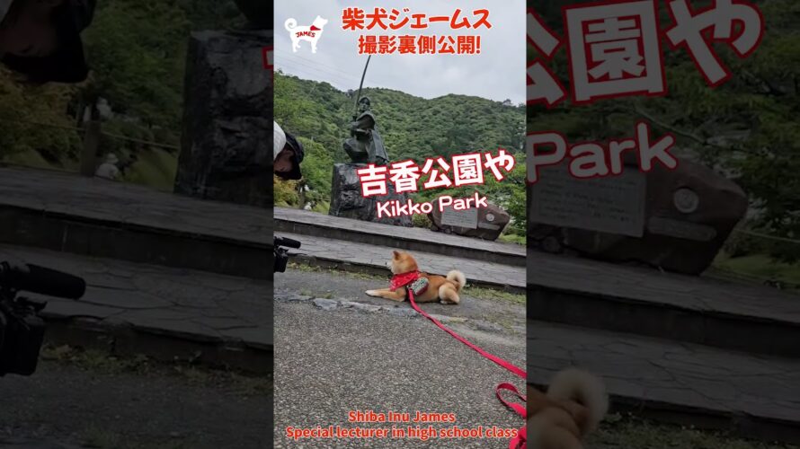 ＃ショート 次回予告! 撮影裏側初公開！？柴犬ジェームスがTV番組に登場したワン🐾～Shiba inu james by kyoto～