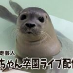 【アザラシ幼稚園】映画予告風・脱走芸人カレーちゃん卒園おめでとうライブ配信決定！