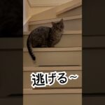 てんちゃん、私には逃げる😭　　#cat #エヴァンゲリオン 予告バージョン　#マンチカン