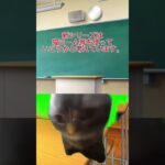 新シリーズに関する予告#猫ミーム