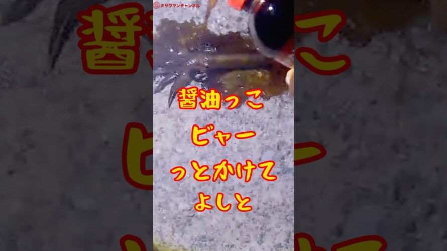 ミサワマン初めてのイカ釣り【予告動画】を作ってみました。嬉しさのあまり大興奮してます。メイン動画配信予定日は2024年10月25日の夜です。