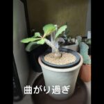 【マダガスカルの植物】が曲がり過ぎてる（予告あり） #ユーフォルビアアンボボンベンシス #アデニウムアラビカム