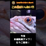 この魚はいったい⁈Leafチャンネル予告① #shorts #shortvideo #aquarium #aquariumfish #アクアリウム #大型魚 #水族館