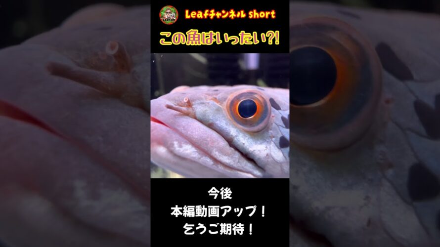 この魚はいったい⁈Leafチャンネル予告① #shorts #shortvideo #aquarium #aquariumfish #アクアリウム #大型魚 #水族館