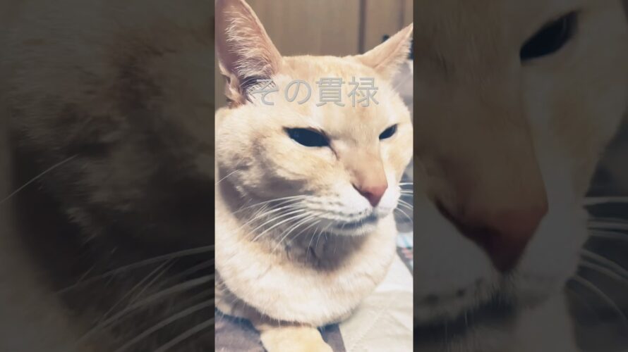 映画予告vol.4#子猫の成長日記 #猫のいる暮らし #子猫物語