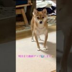 明日の予告　#豆柴こはる#柴犬#Shiba Inu#かわいい犬#日本犬