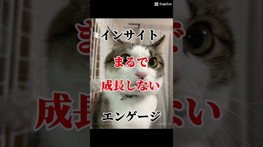 エヴァの次回予告風 #cat #shorts