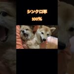 【次回予告】犬たちの咆哮？#shorts