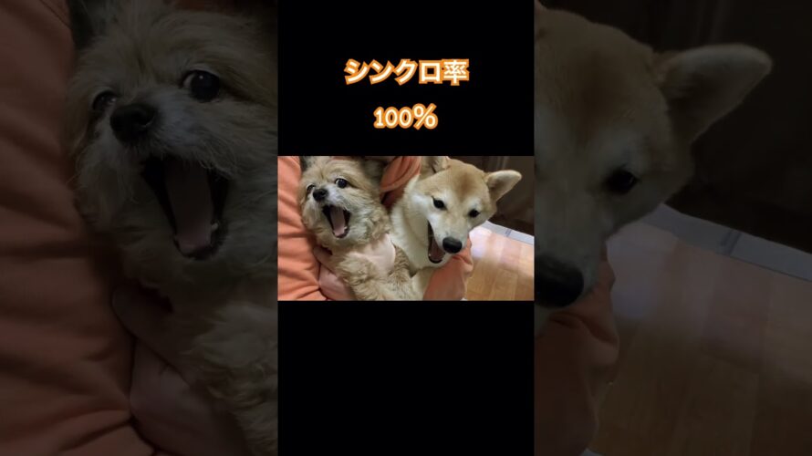 【次回予告】犬たちの咆哮？#shorts