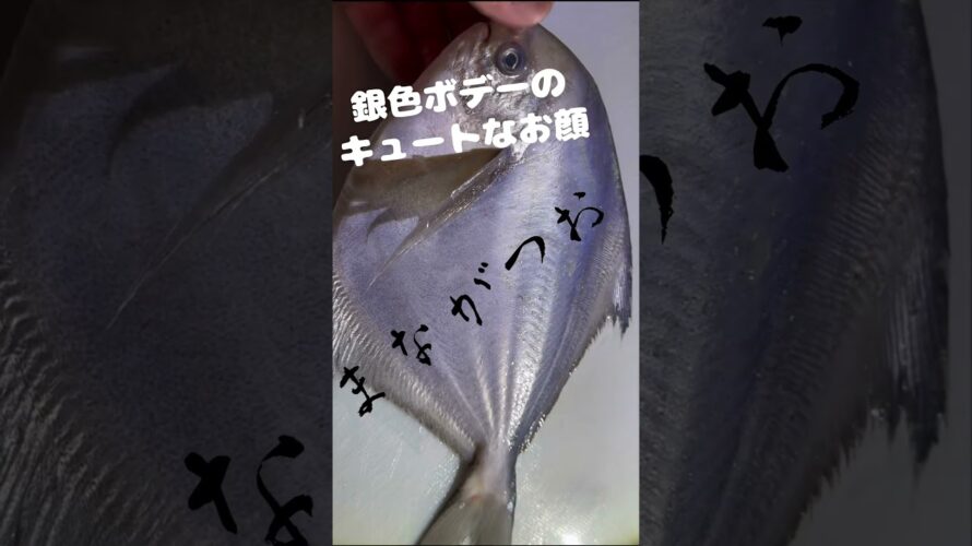 次の動画の予告でござい🐟#魚 #shorts