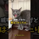 【子猫のヒミツ】多頭飼育崩壊から掴む幸せ。（予告）