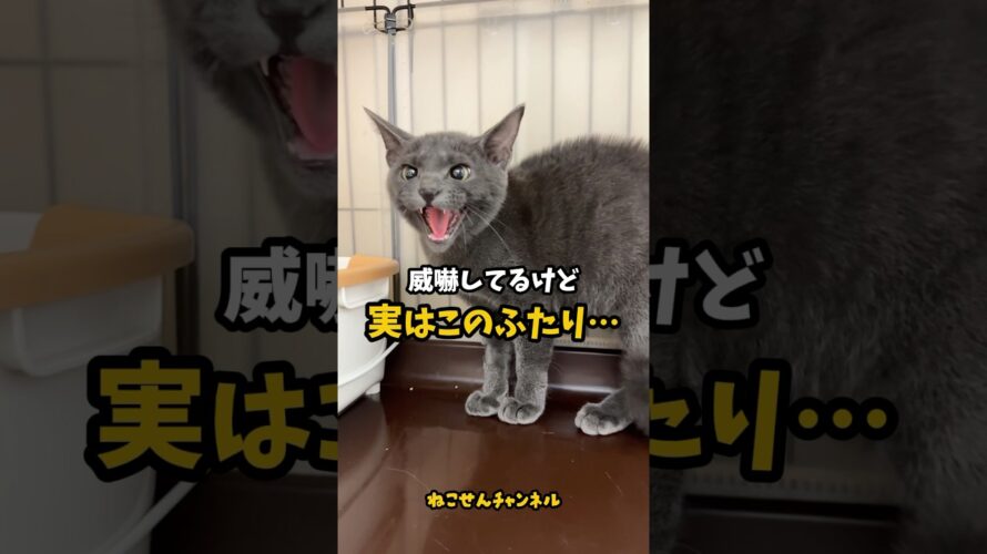 【子猫のヒミツ】多頭飼育崩壊から掴む幸せ。（予告）