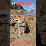 ＃ショート 次回予告! 祝5年 うちの子記念日に家族旅行だワン！part２🐾～Shiba inu james by kyoto～