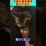 子猫に護身術を伝授してみた