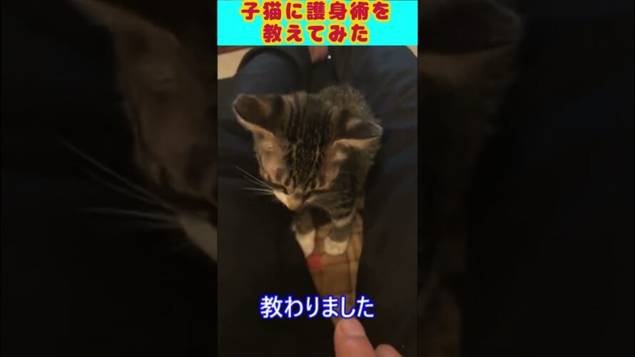 子猫に護身術を伝授してみた